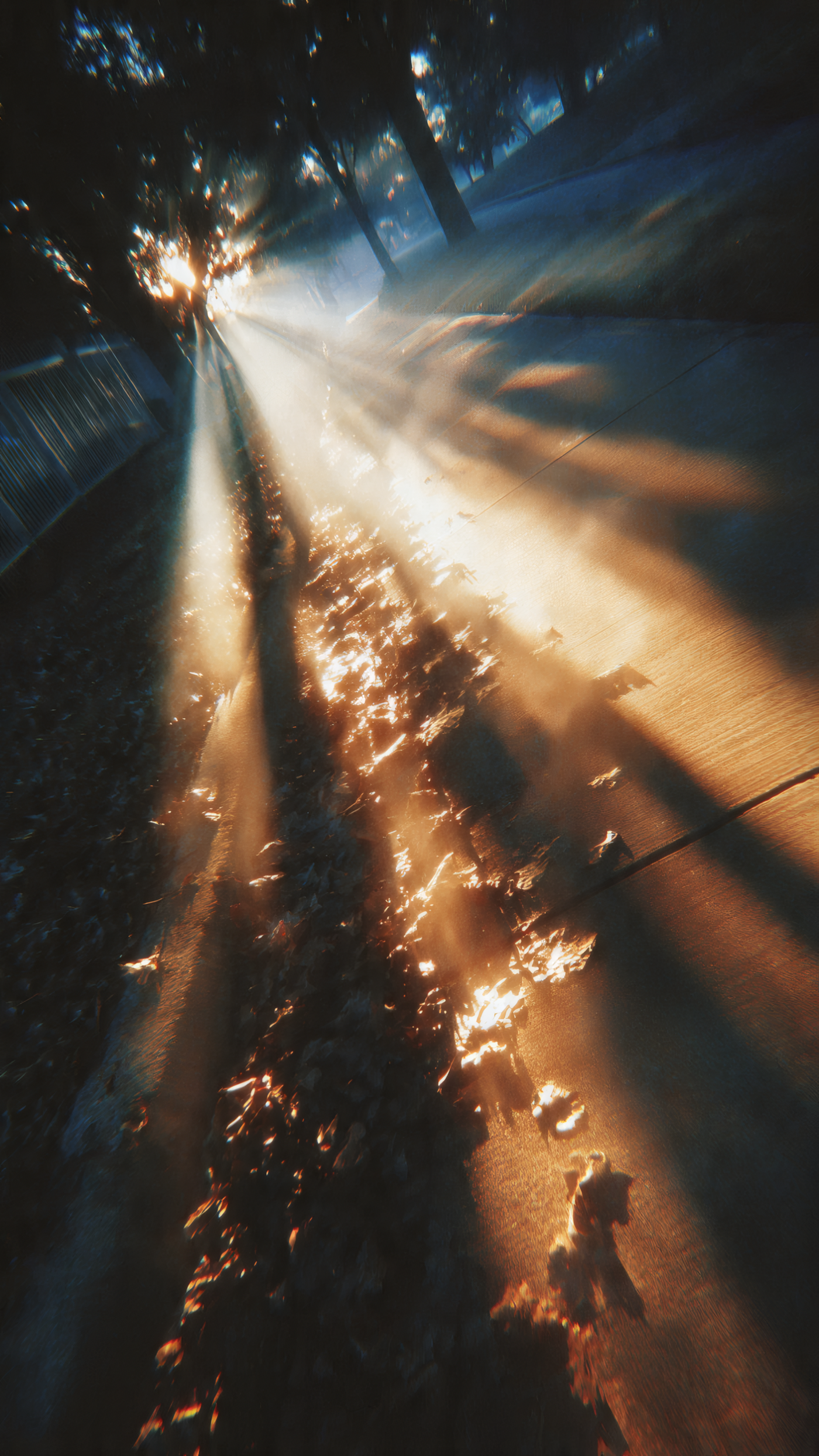 Sunlight Streaming Through Trees on Ground