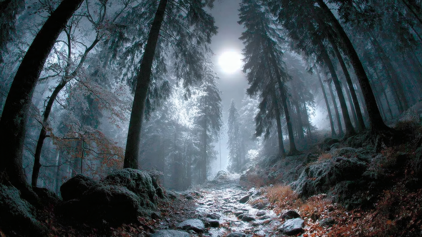 Winter Forest Trail in the Moonlight