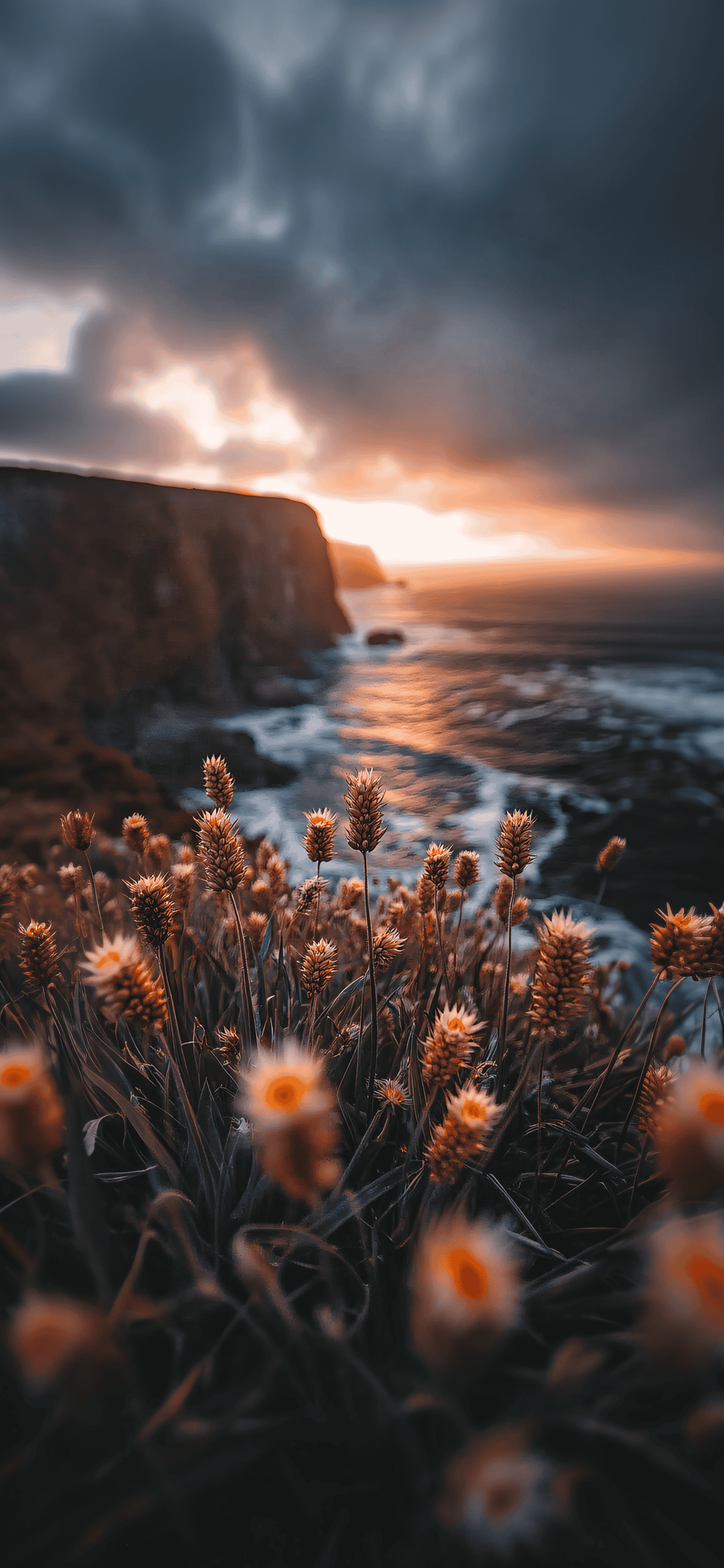 Wildflowers at Sunset Cliffs