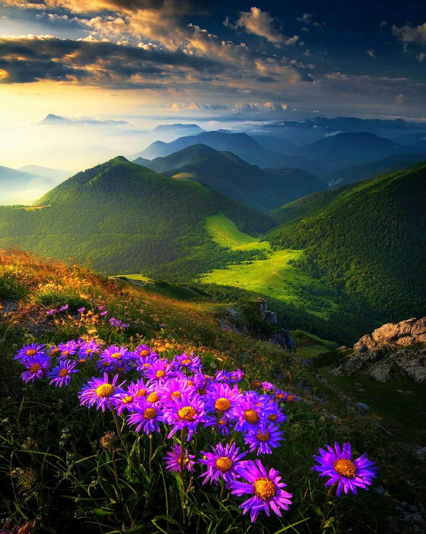 Sunset Mountain Wildflowers