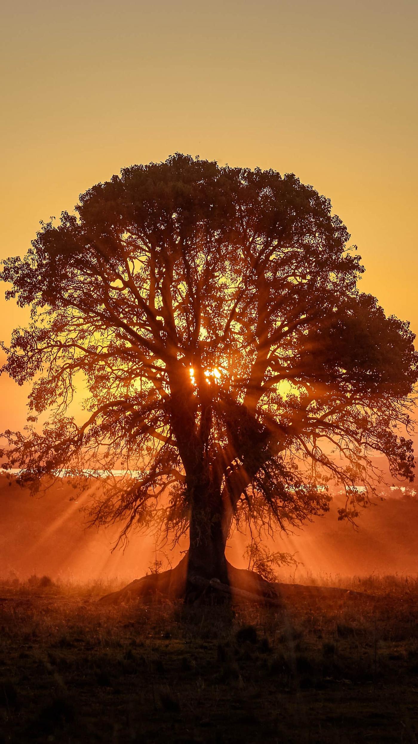 Sunset Tree Silhouette Wallpaper