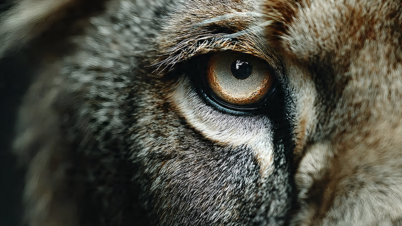 Lynx Eye Close up Detail
