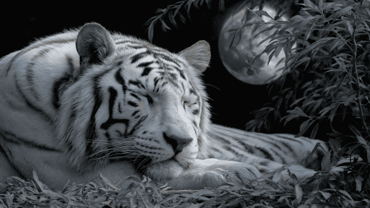 White Tiger Resting Under Moonlight Chaos 10 2