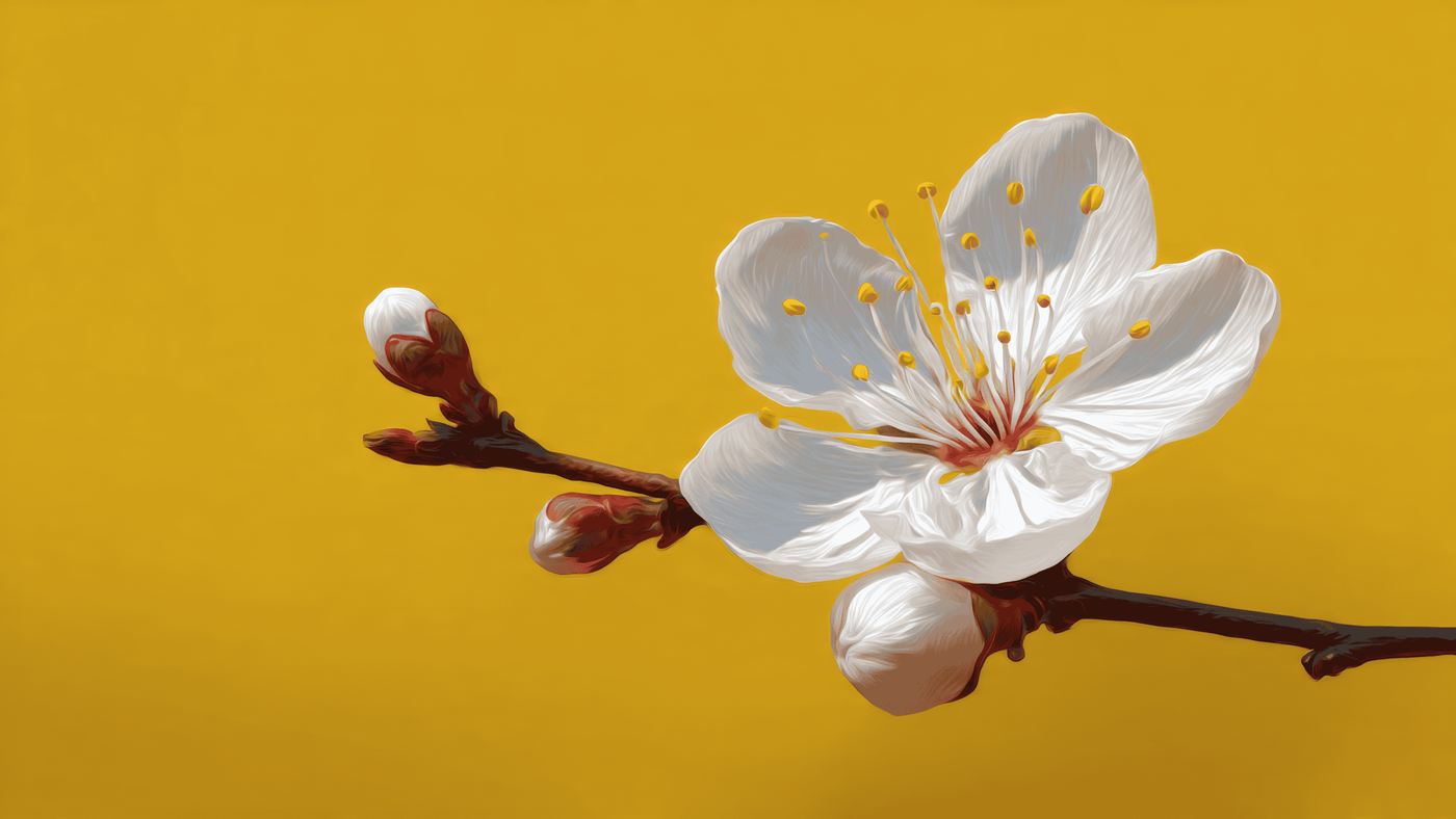 White Blossom Flower on Yellow Background