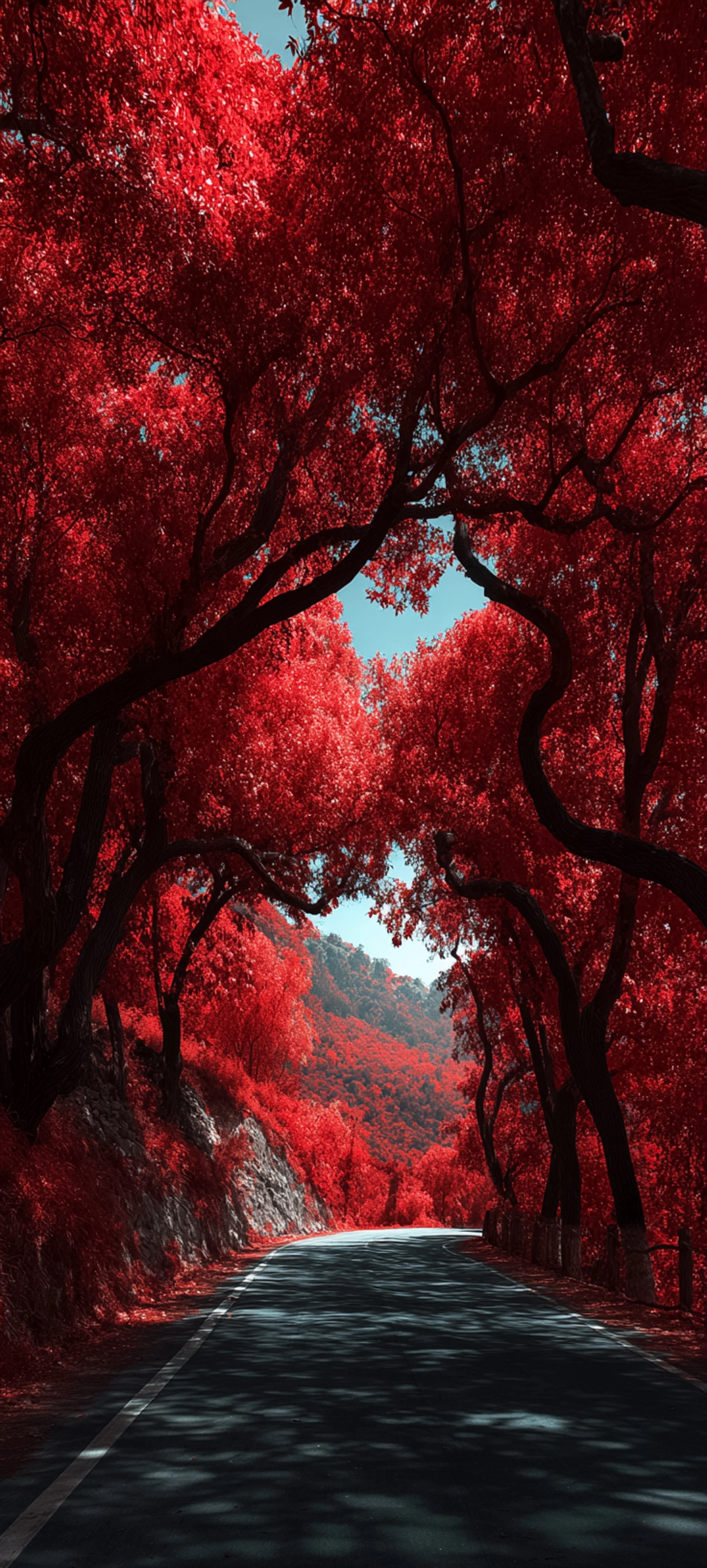 Crimson Canopy Road a Vibrant Autumn Drive