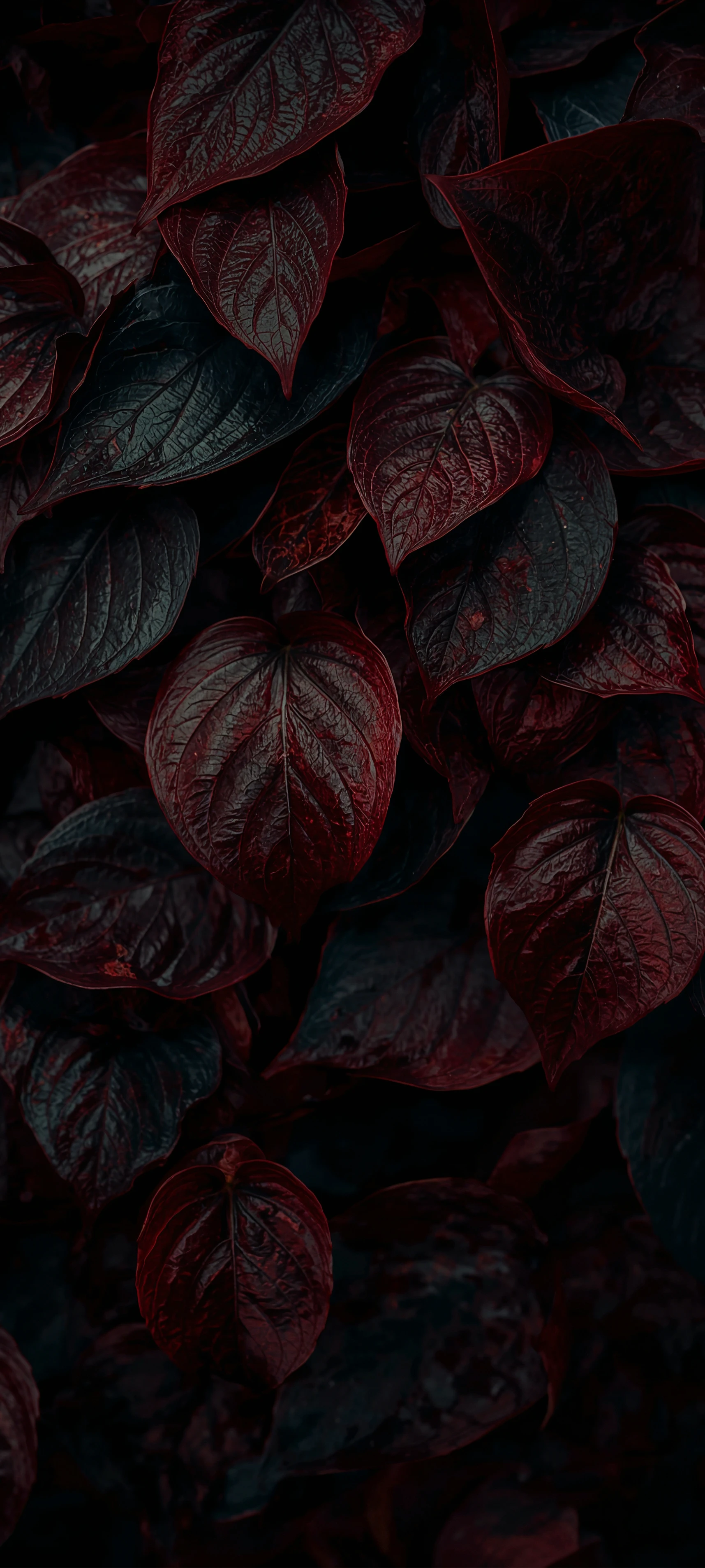 Deep Crimson Leaves in Moody Botanical Shadow Nature wallpaper 1715x3811