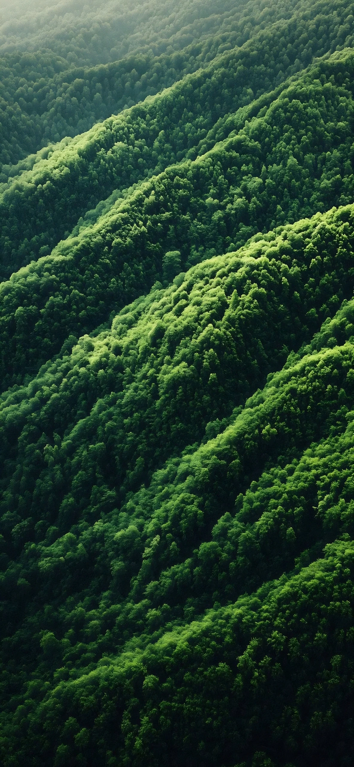 Emerald Forest Canopy Cascading Down Misty Mountain Slopes Nature wallpaper 1182x2560