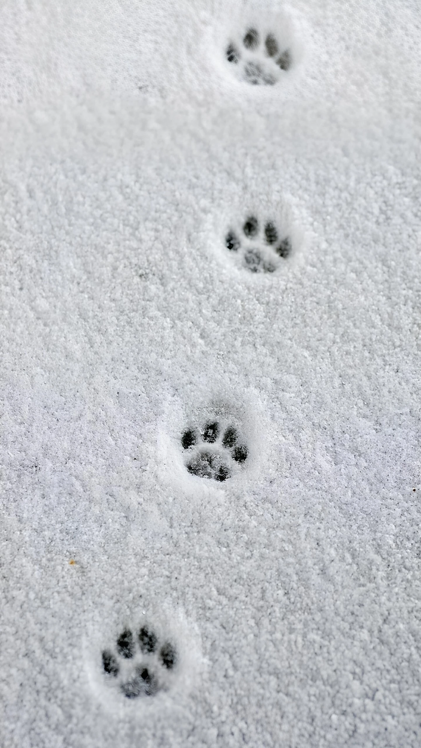 Fresh Paw Prints of a Cat in the Winter Snow