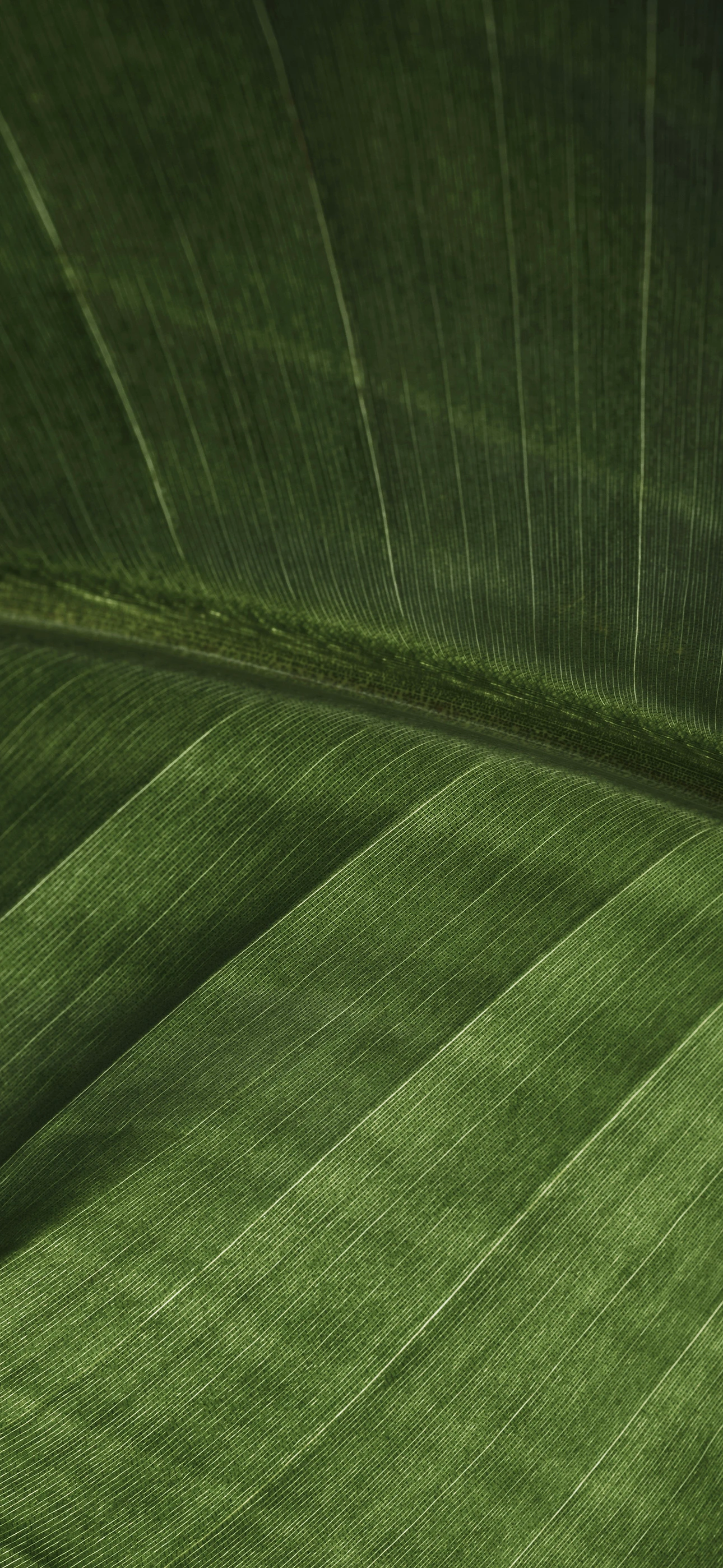 Lush Green Leaf Texture with Parallel Veins