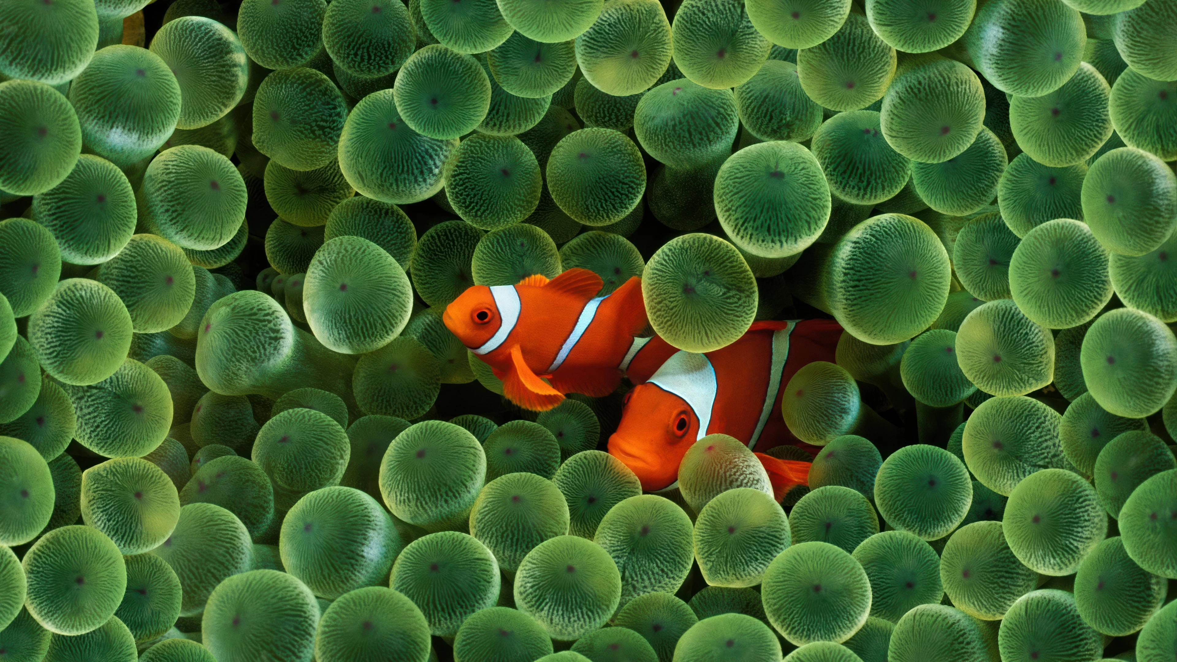 Pair of Clownfish Nestled in Green Anemone