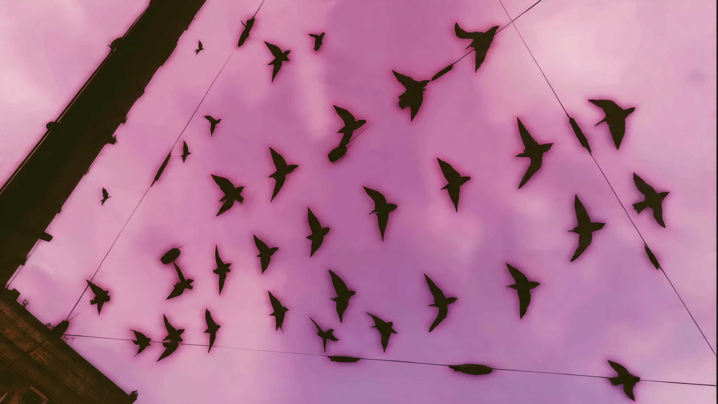 Silhouetted Birds Soaring in a Rose-tinted Sky