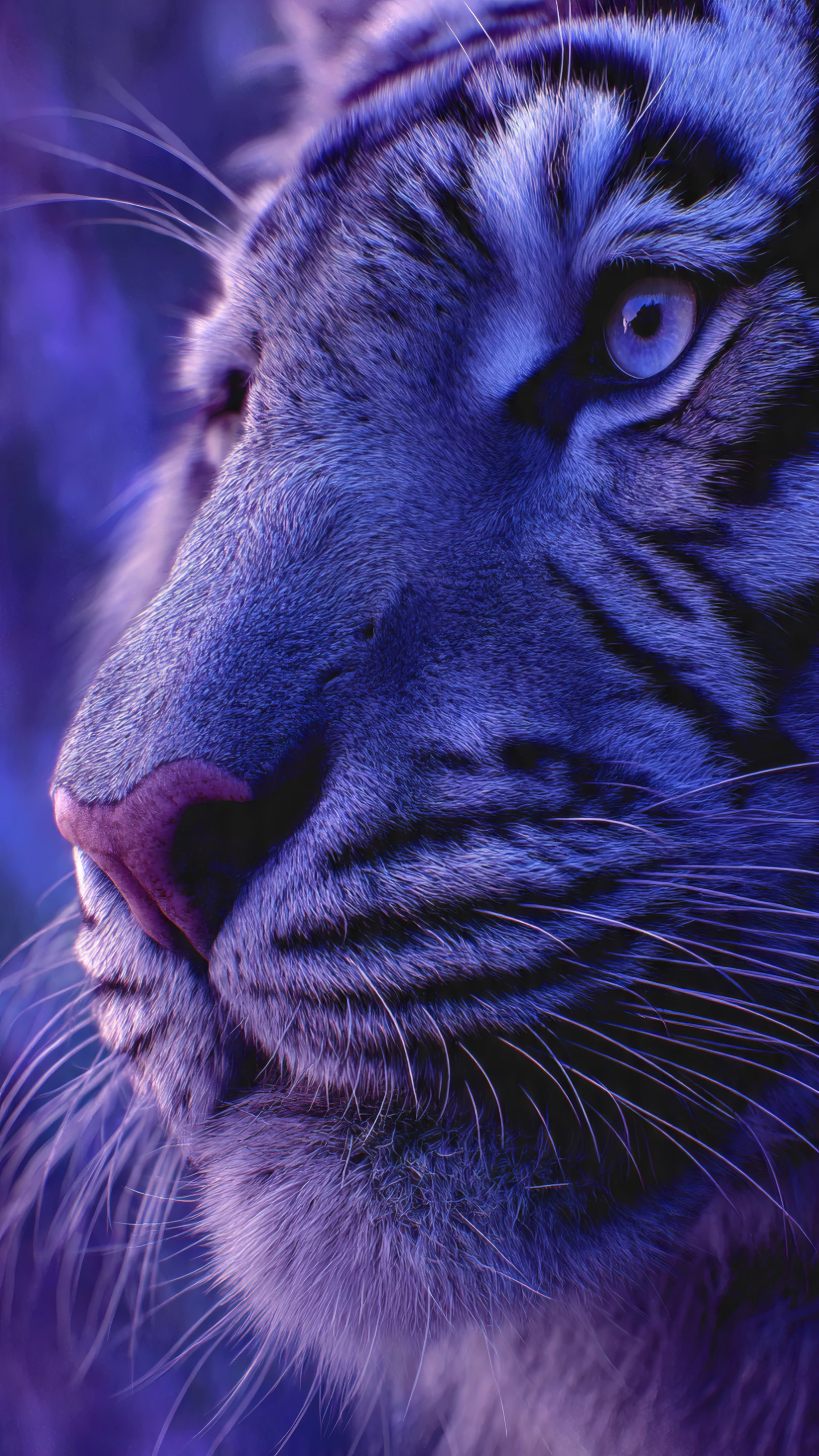 Striking Close-up of a White Tiger in Blue Tones
