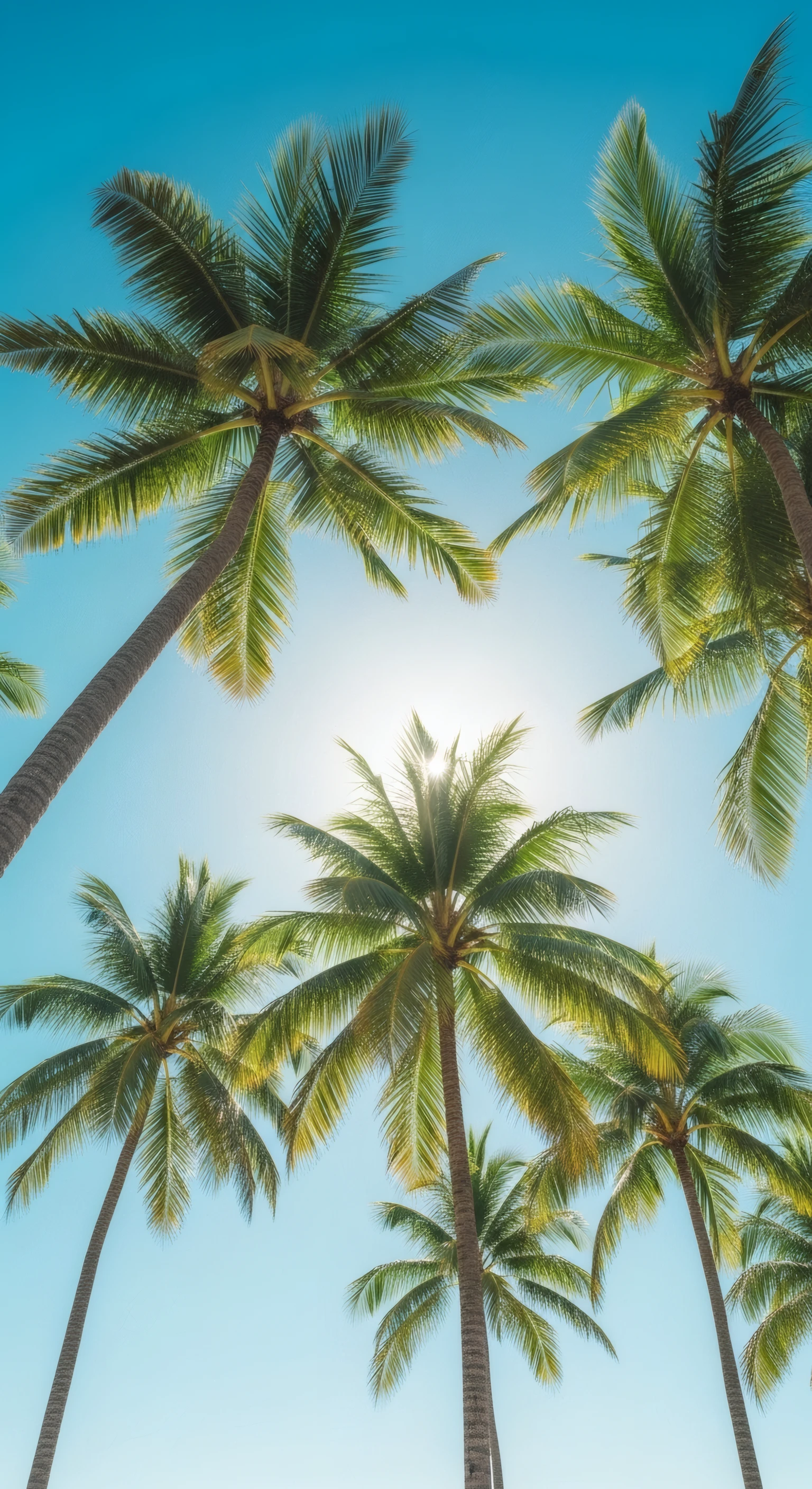 Sun-drenched Palm Canopy Against Azure Sky