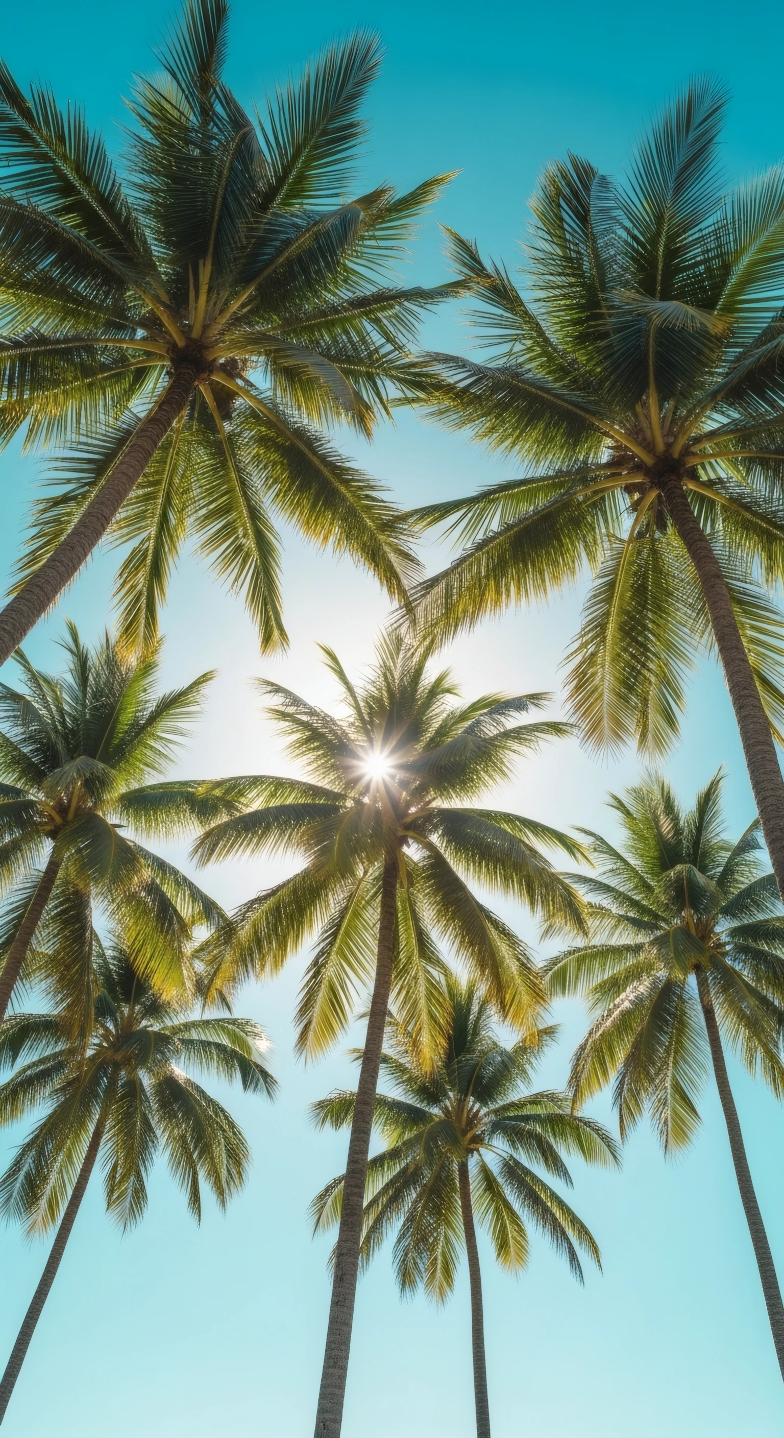 Sunlit Palm Canopy Against Azure Sky